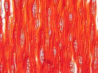 Tangential section